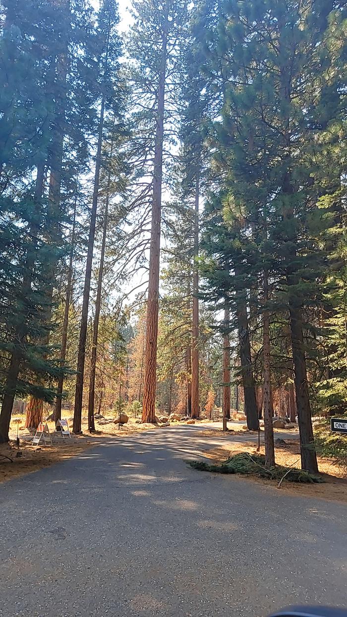 Beautiful Tall Conifers At Almanor South CampgroundBeautiful tall conifers at Almanor South Campground