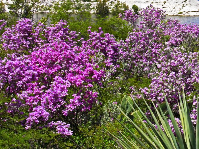 Flowering Cenizo (Purple Sage)
