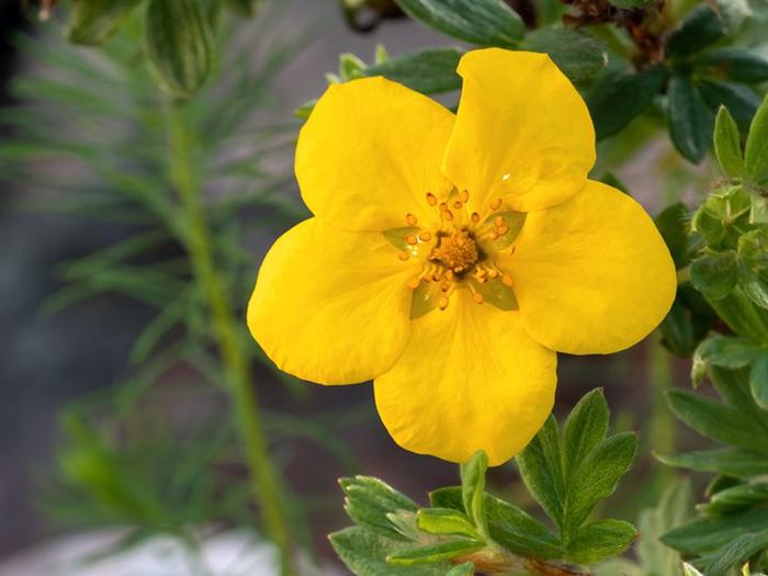 A yellow bloom of Bush Cinquefoil (Dasiphora fruticosa ssp. floribunda)Bush Cinquefoil (Dasiphora fruticosa ssp. floribunda)