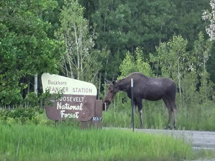 Ranger Station sign with moose, aspen trees, grass  and road. Ranger Station sign with moose. 