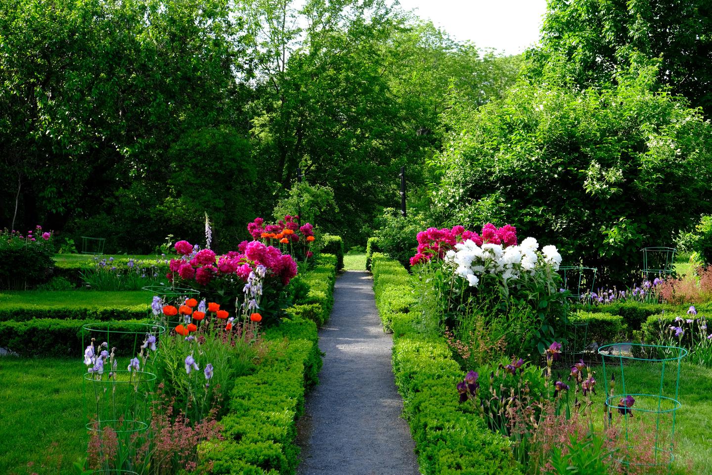 A gravel path lined by small green leafy boxwood hedges, with blooming flowers to the sides of the path.The gardens at Peace field are constantly changing and always have something new to see. 