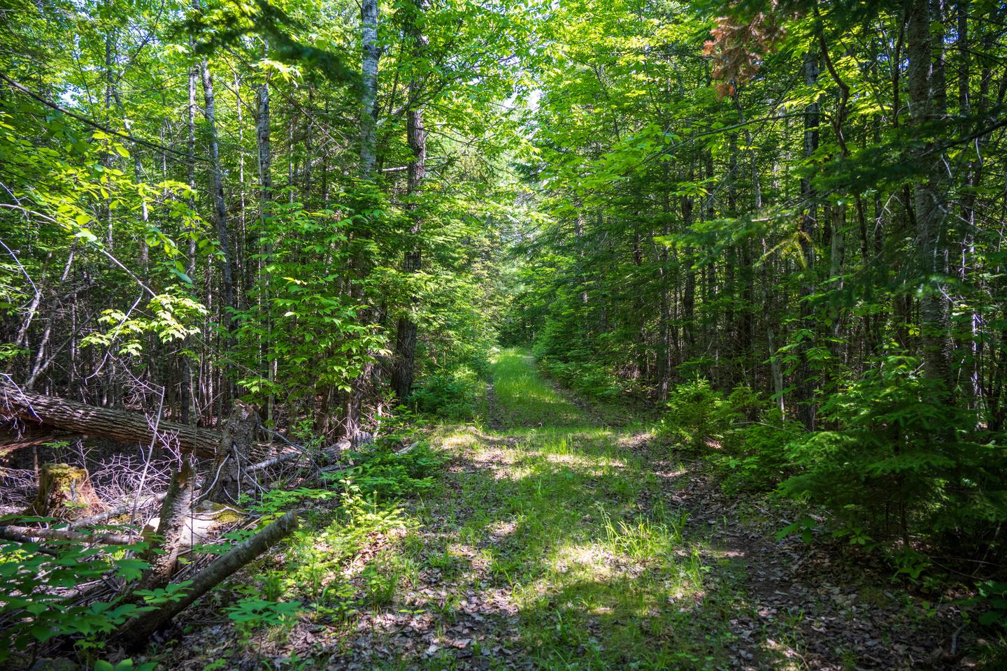 A shaded trail in a dense green forest. The trail surface has tall green grass and is mostly uneven. The trail leads to Stair Falls Campsite from the IAT.Hike into Stair Falls Campsite by starting on the IAT at Haskell Gate Parking.