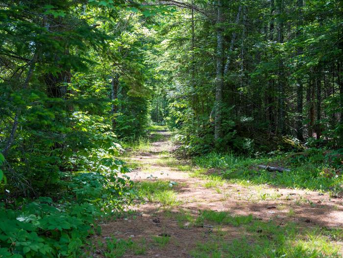 A shaded dirt and gravel trail in a dense green forest starts at the campsite and goes to the portage put-in, or Stair Falls Viewpoint.The portage trail travels out of the campsite towards Stair Falls Viewpoint.