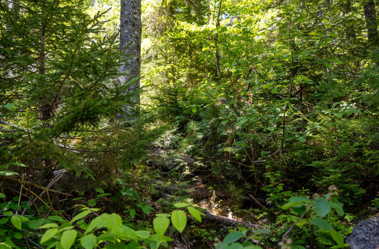 A short and steep uneven dirt path connects the Esker Campsite to Wassataquoik Stream.Access the Wassataquoik Stream from the campsite by a short and steep dirt path.