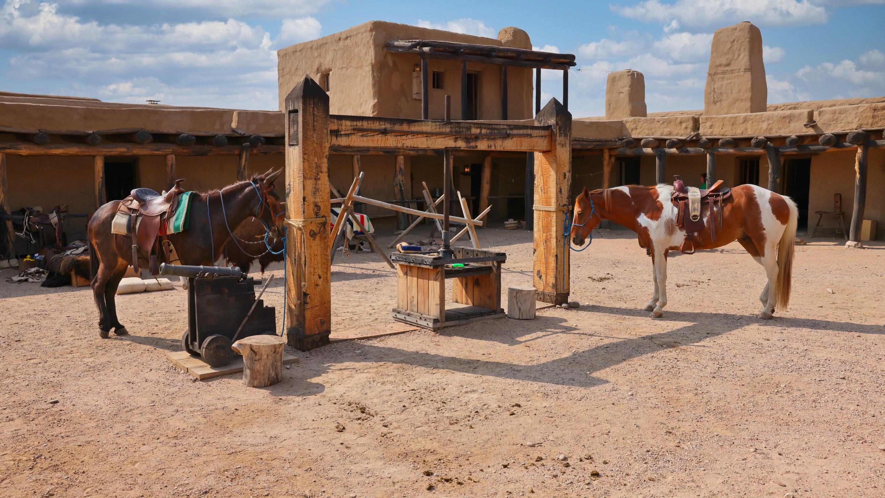 Horse and Mule in the Plaza
