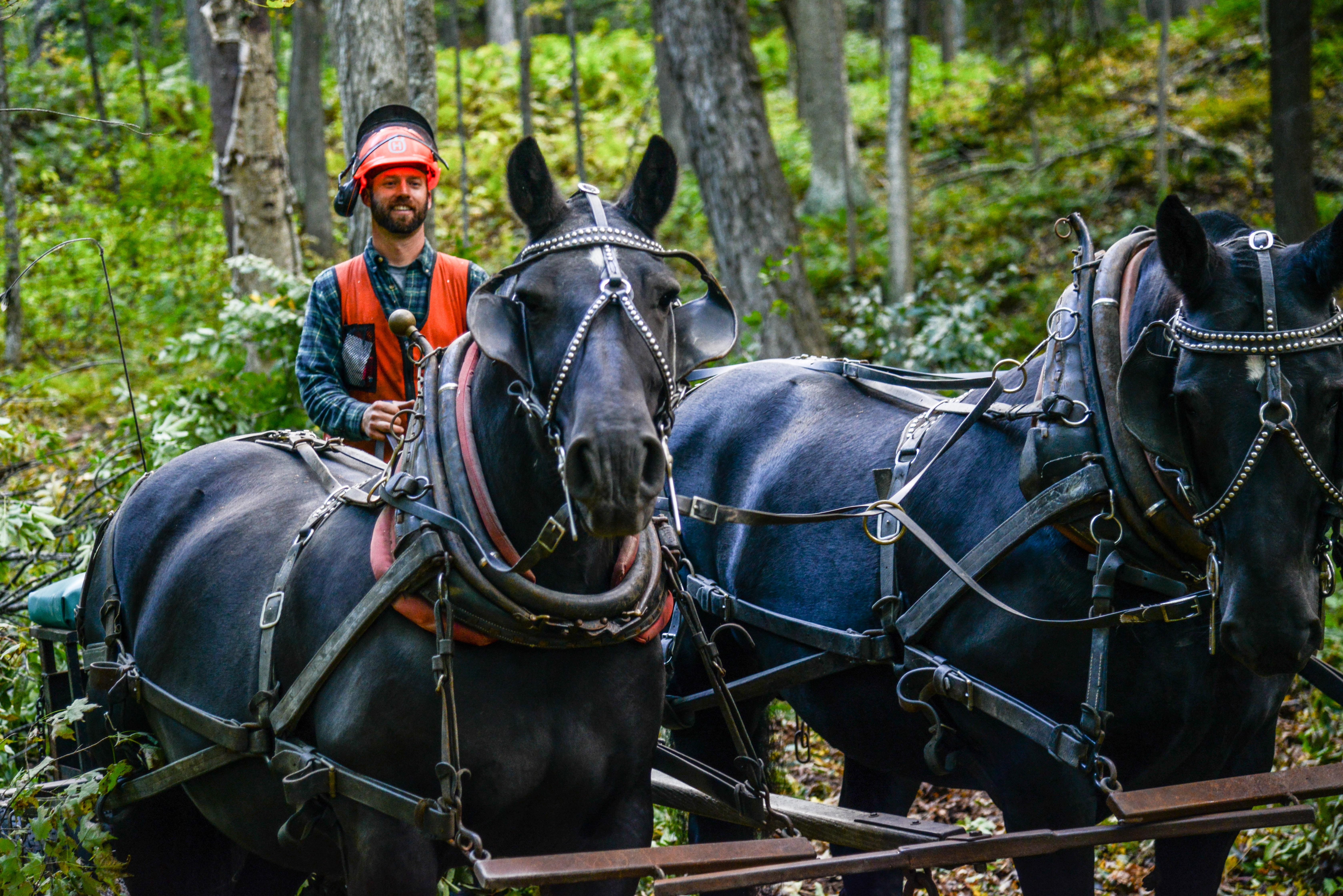 Horse Logging