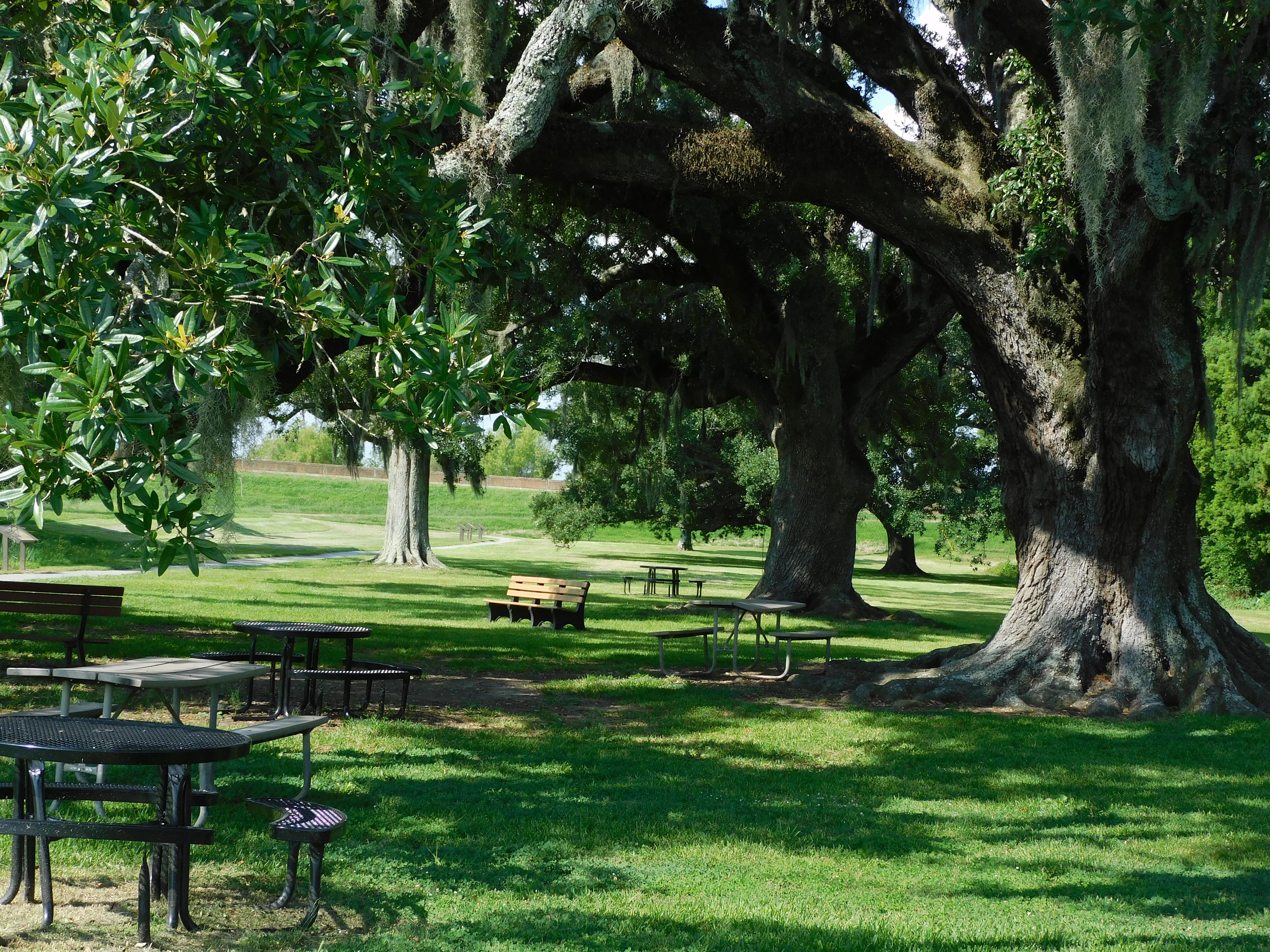 Picnic Under Live Oaks