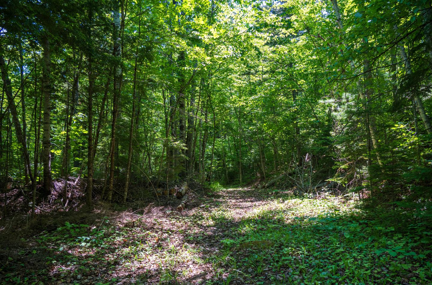 The IAT (a dirt and gravel trail) travels past the campsite and through the shaded woods.Grand Pitch Lean-to campsite is located next to the IAT, making it a convenient campsite while traveling on the IAT.