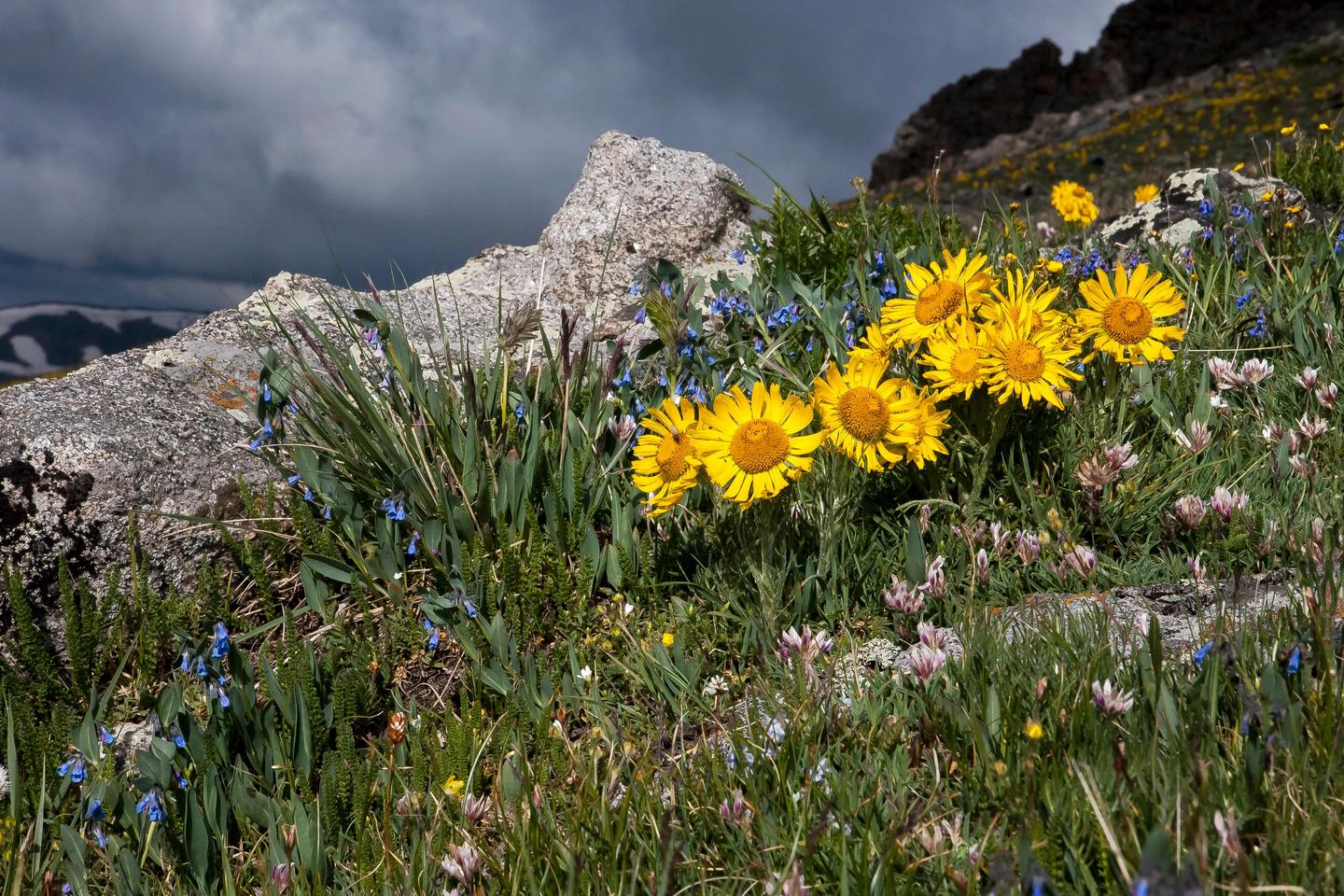 Summer in the RockiesAlpine sunflowers are growing on tundra