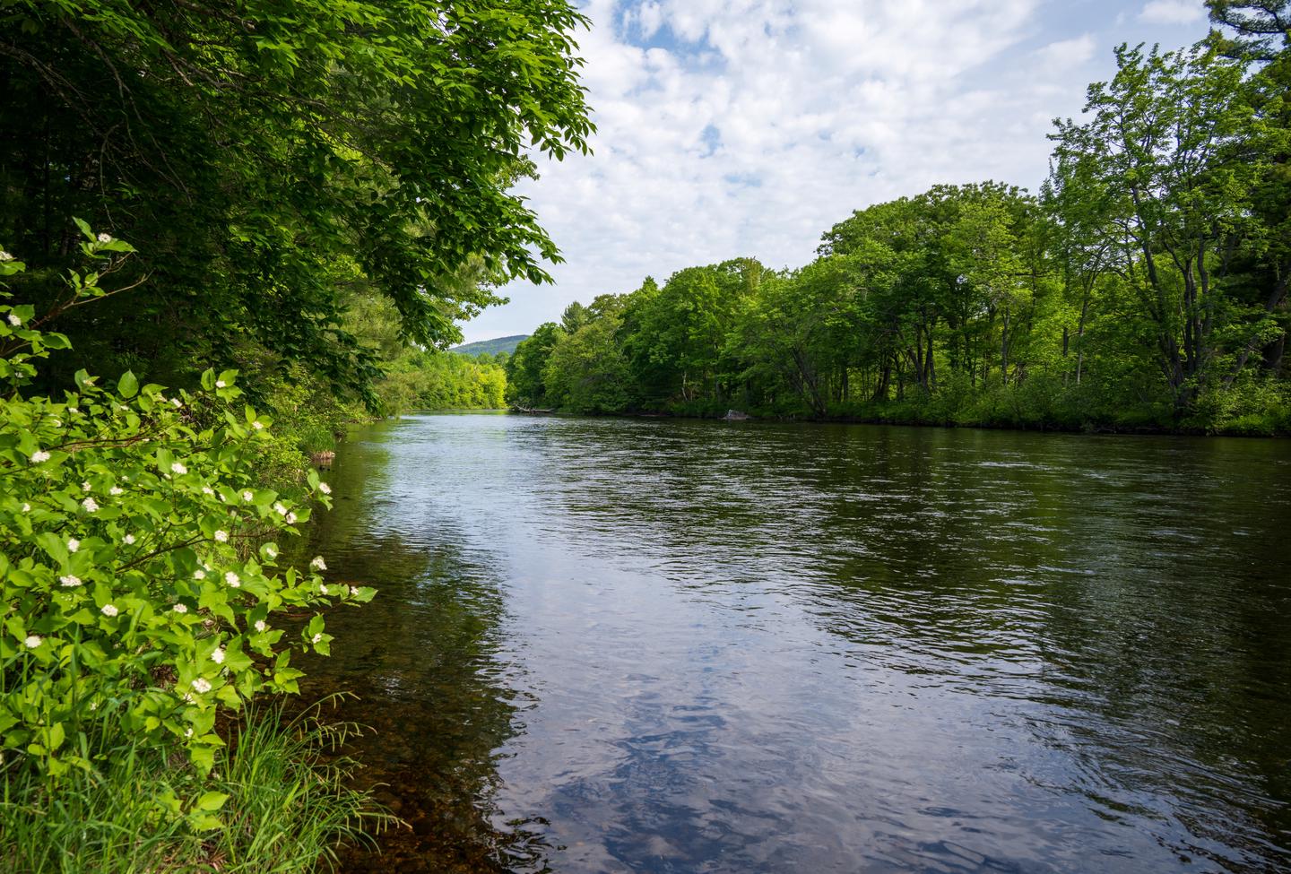 A viewpoint of the East Branch of the Penobscot River from the shore of Upper East Branch Campsite. The river is calm on a cloudy day. Both sides of the river have dense green vegetation.Upper East Branch Campsite provides scenic views during the day and night. Remember to look up at night for an expansive night sky experience.