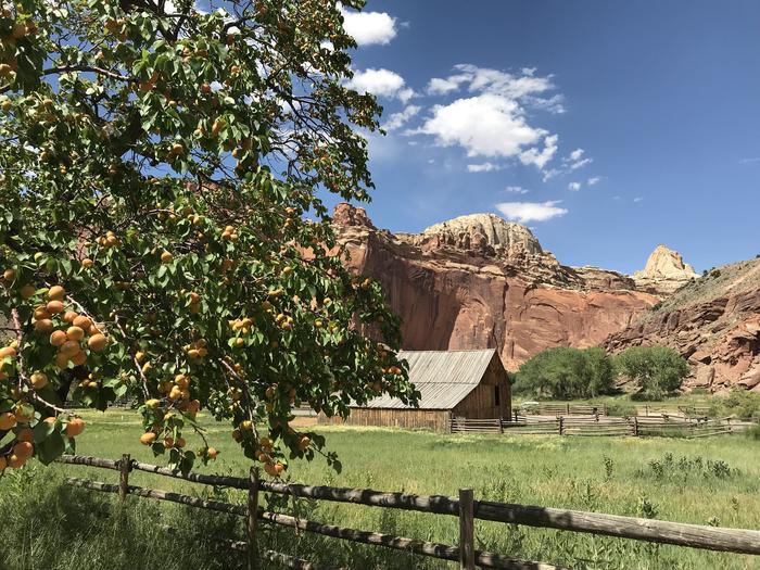 An apricot tree with red cliffs and Pendleton barn in the backgroundOrchards are the primary remnant of the town of Fruita, as well as a few buildings like the Pendleton Barn.