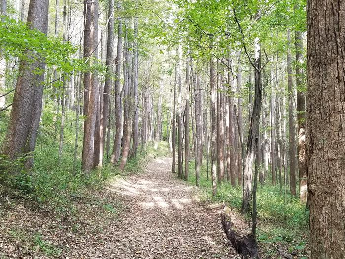 Uphill wooded trail Hiking trail to Rock Castle Gorge Backcountry Campground.