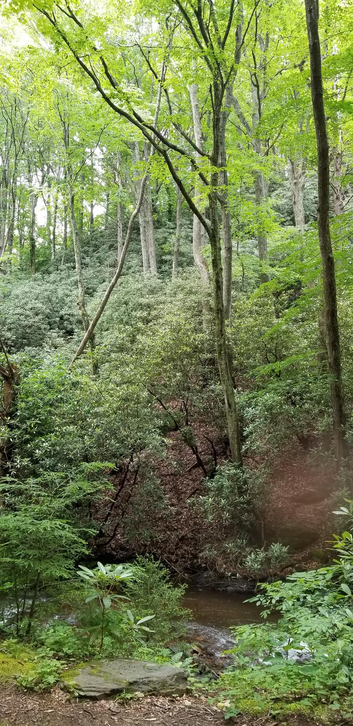 Creek running along forest floor.View from primitive campsites at Rock Castle Gorge Backcountry Campground.