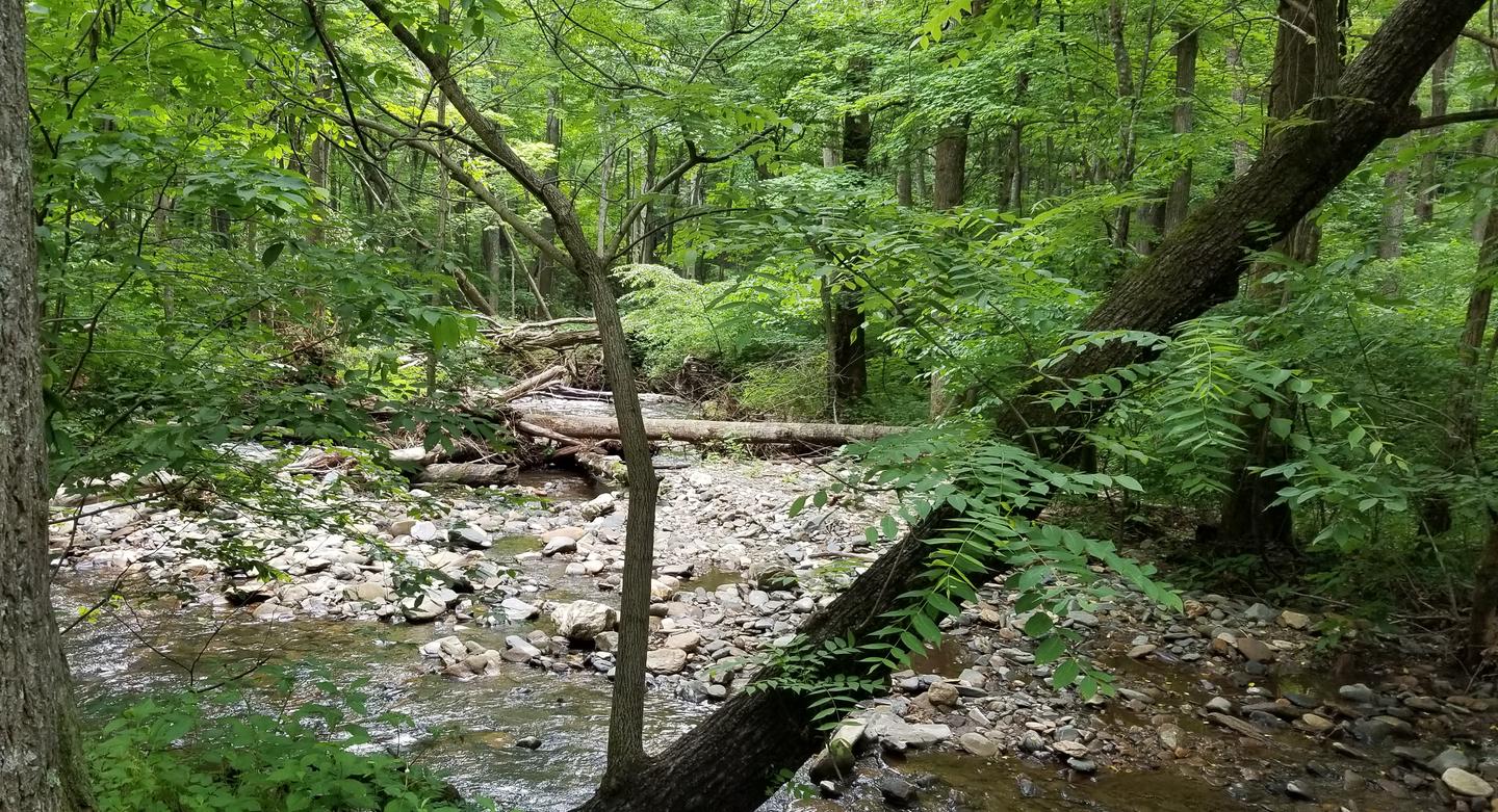 Creek shallows near primitive campsitesShaded creek bed near Rock Castle Gorge Backcountry Campground.