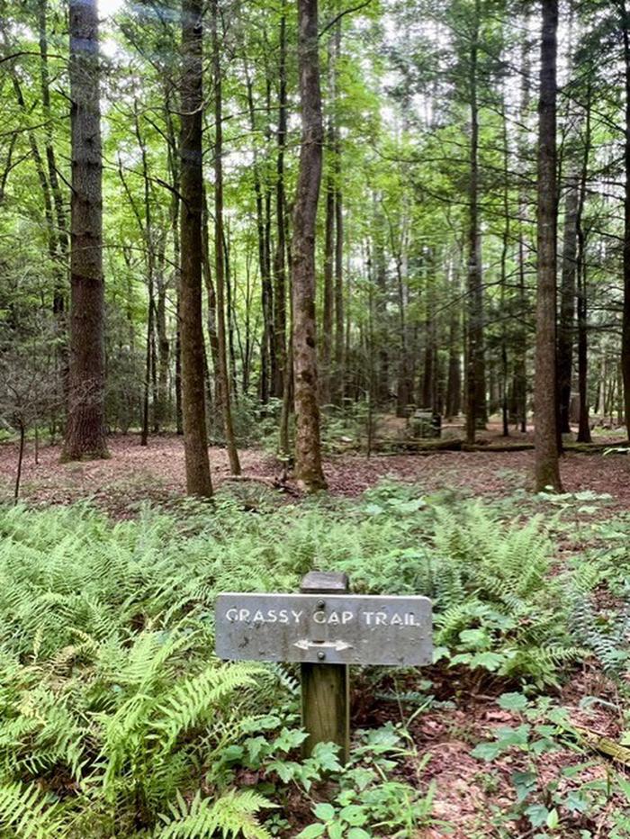 Grassy Gap Trail Near Basin Cove Backcountry Camping