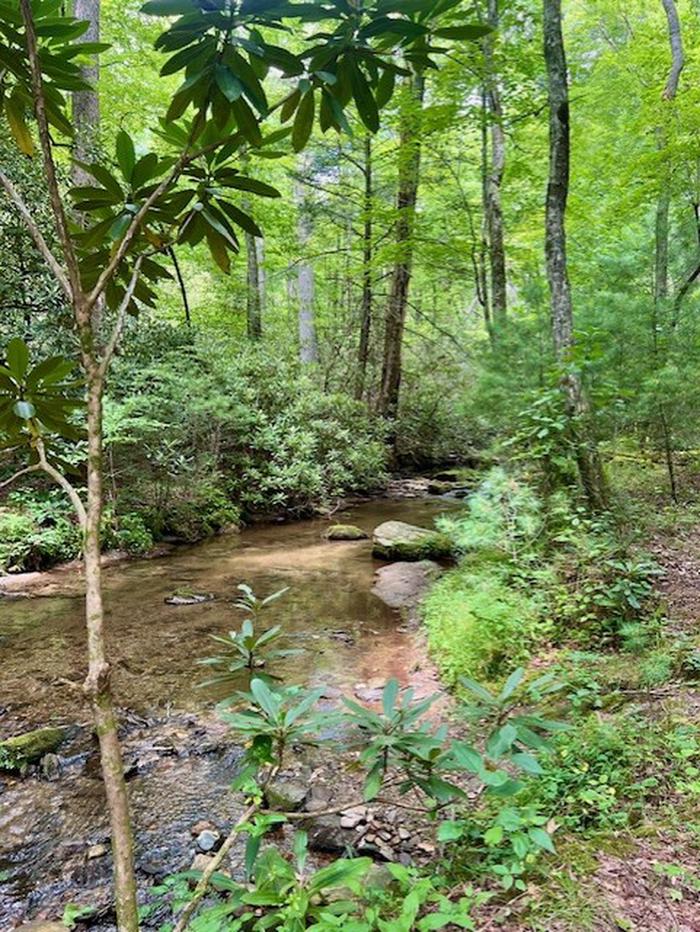 Cove Creek Near Campsites 7 & 8