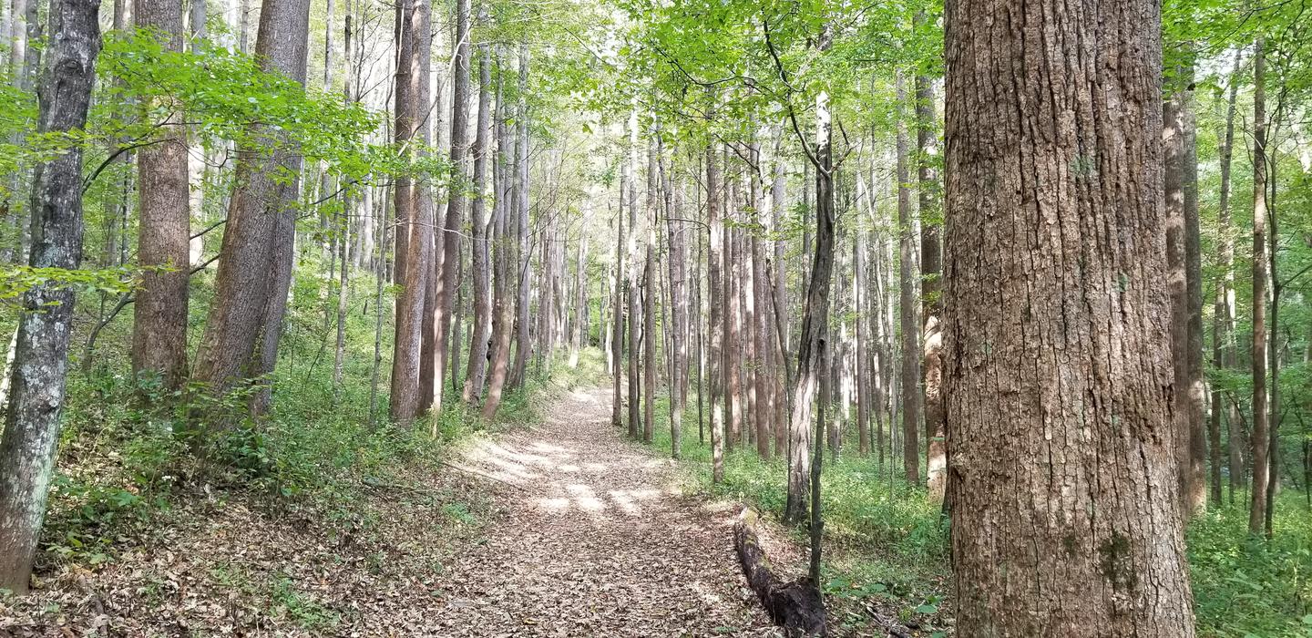 Rock Castle Gorge Trail