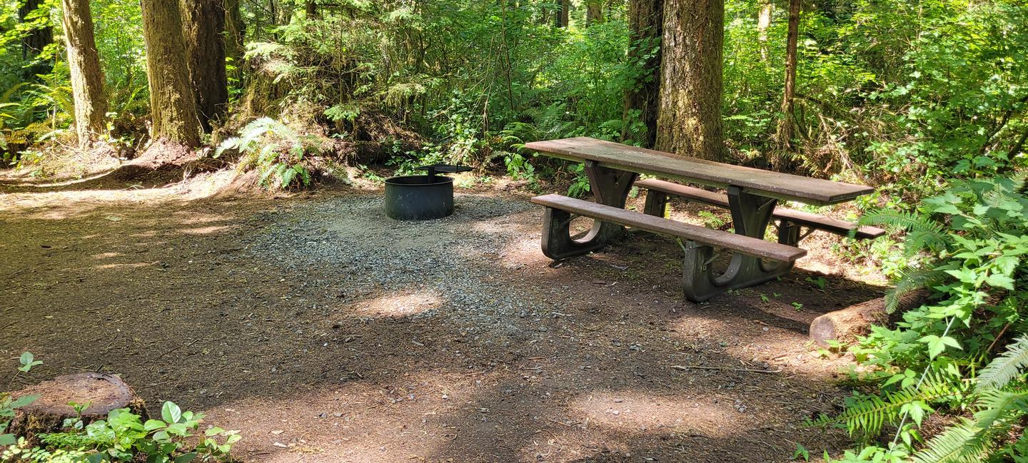 Site #3 as seen from the interior, with picnic table to the right and fire pit at center. Dappled shade and trees and shrubs surround the site.Site #3 interior. 