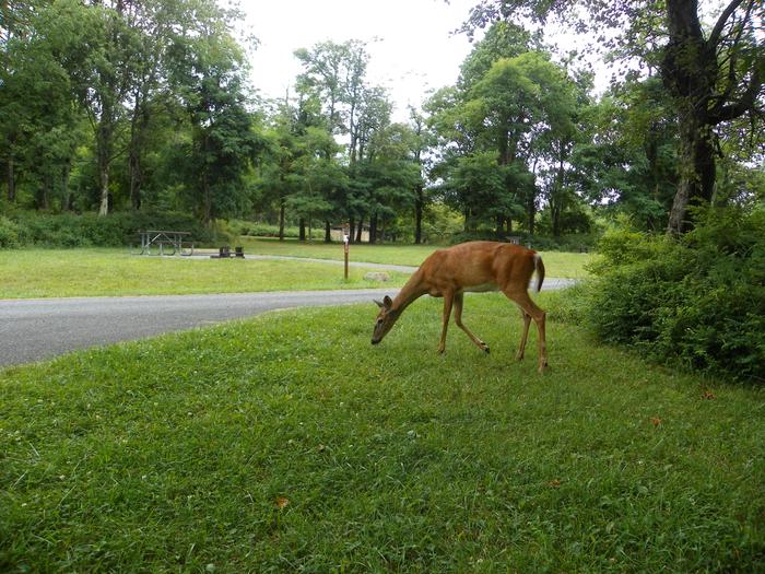 A deer grazes on grass, while standing next to green bushes. Two campsites with picnic tables in the background.