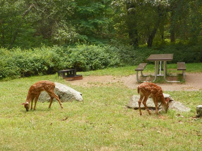 Deer fawns with white spots in their brown fur, graze on grass in front of a picnic table and fire ring. 