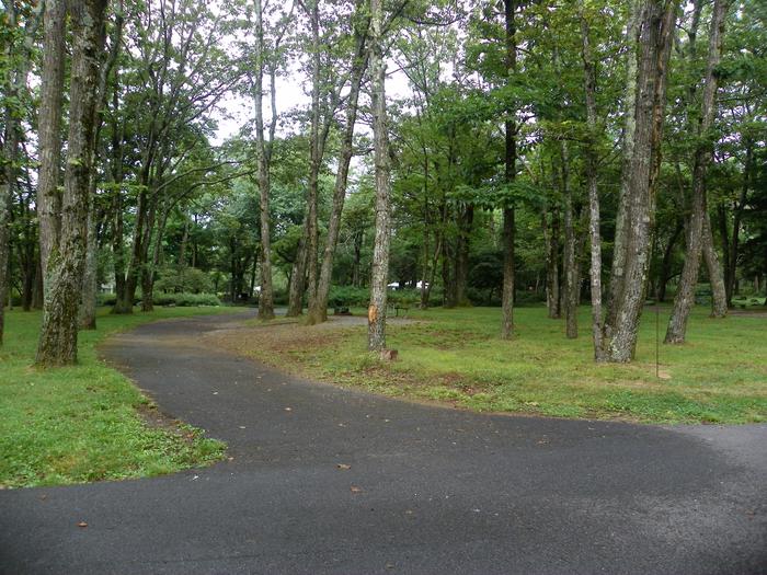 Campsite F201 has a pull through driveway, fire pit, picnic table, and grass lawn. Entrance is narrow between two tree trunks.