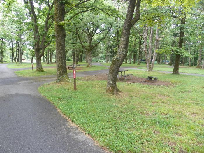 Campsite G208 has a pull through driveway, fire pit, picnic table, and grass lawn. Trees are close to the driveway on both sides.