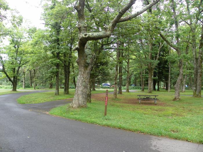 Campsite G210 has a pull through driveway, fire pit, picnic table, and grass lawn. 