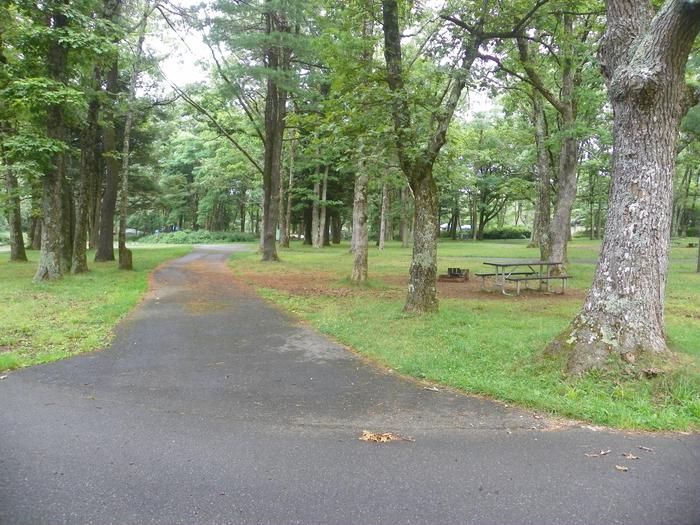 G210 long level pull through driveway passes between many tree trunks. Picnic table and fire ring at right.