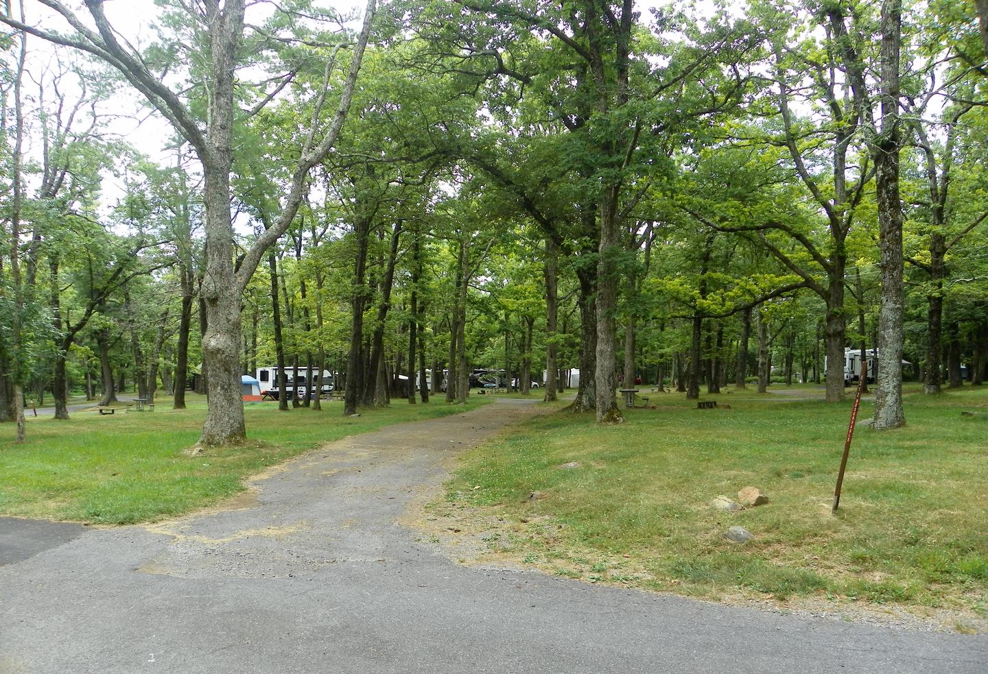 Site H212 pull through driveway passes between large trees, with a picnic table and fire ring on the grass lawn at the right.