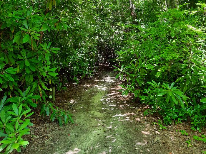 On the trail to Johns River Road