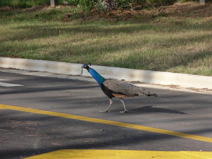 Peacock taking a stroll in SWFPWildlife in SWFP