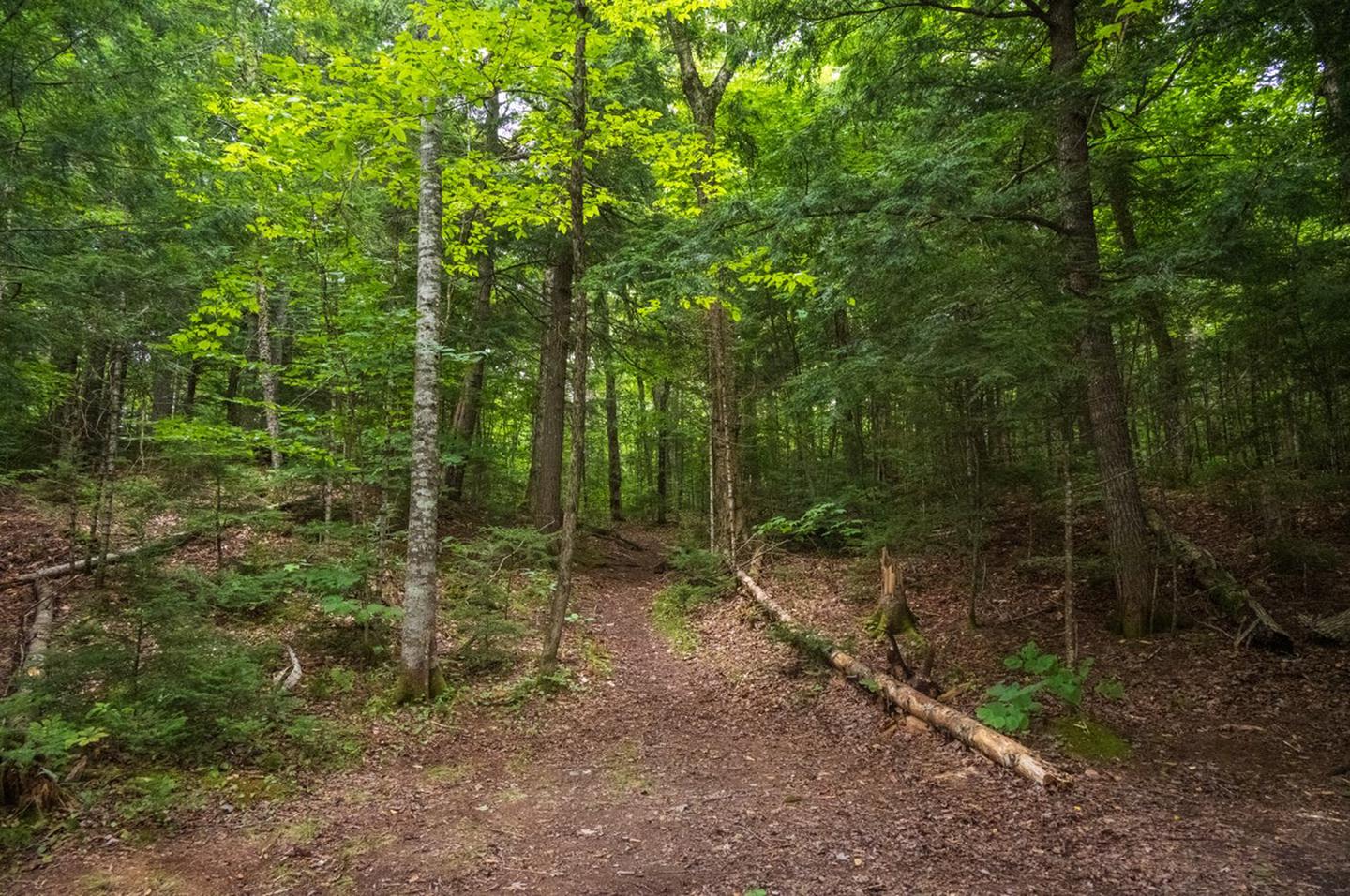 A steep and short dirt trail connects the campsite to the junction of Big Seboeis Trail. A thick forest with tall trees and other vegetation grow at the top of the trail.Follow the short and steep dirt trail to access the pit toilet and Big Seboeis Trail. Big Seboeis Trail connects to Telos Tote Trail.