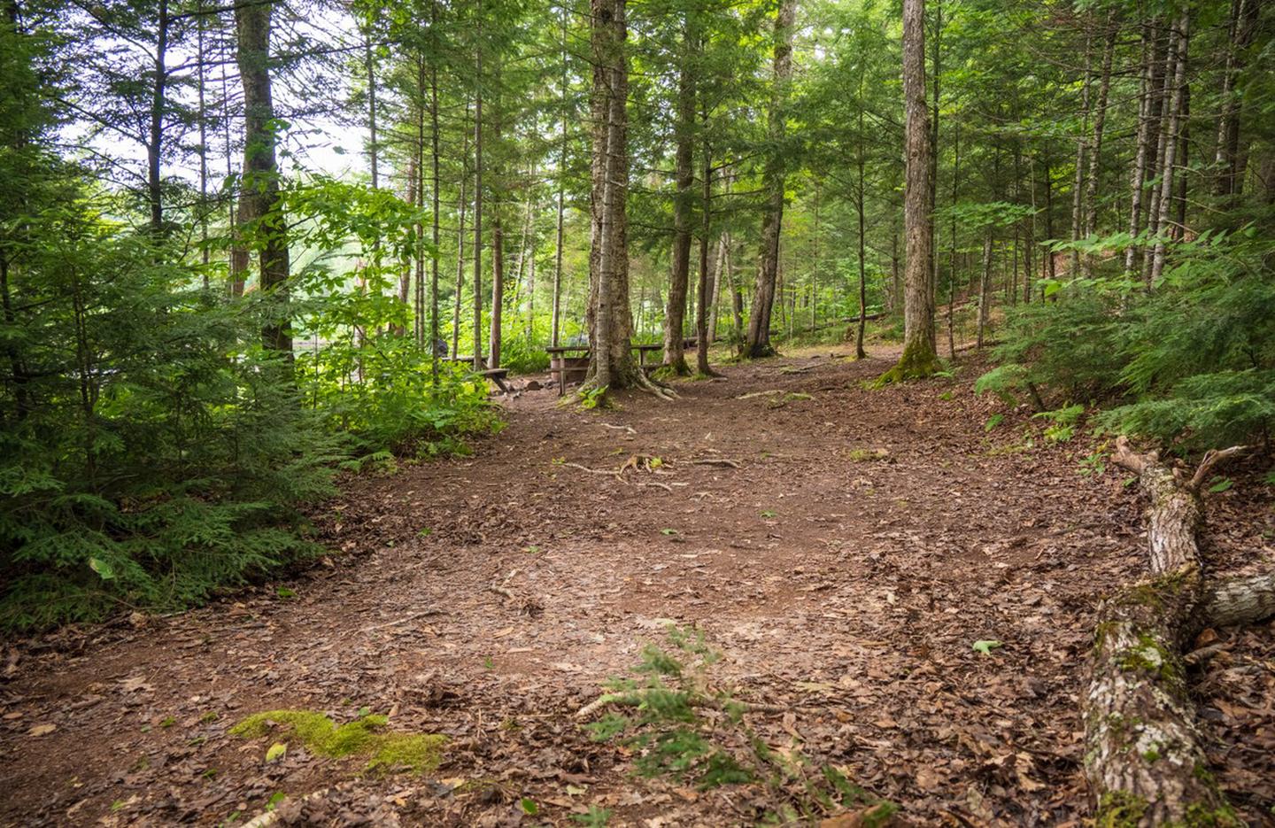 A primitive campsite in the woods. The mostly leveled dirt ground clearing allows space for tents. Two picnic tables are in the distance, near the view of the river.A 25ft (7.6meter) clearing to the side of the campsite allows space for tents.