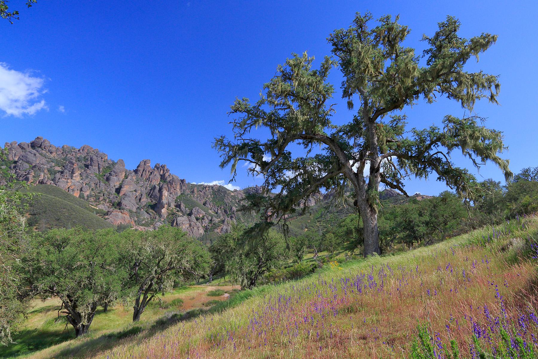 Oak Woodlands