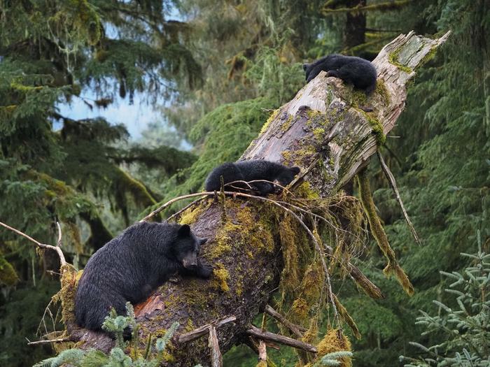 Black bear mama and cubs napping in downed treeBlack bear mama and cubs napping in the forest at Anan 