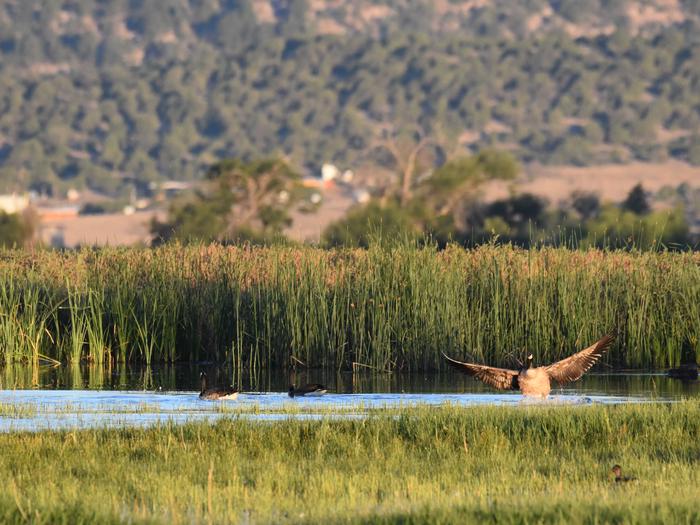 Canada geese in a refuge pool with one spreading its wings over the water.Canada geese at Las Vegas National Wildlife Refuge.