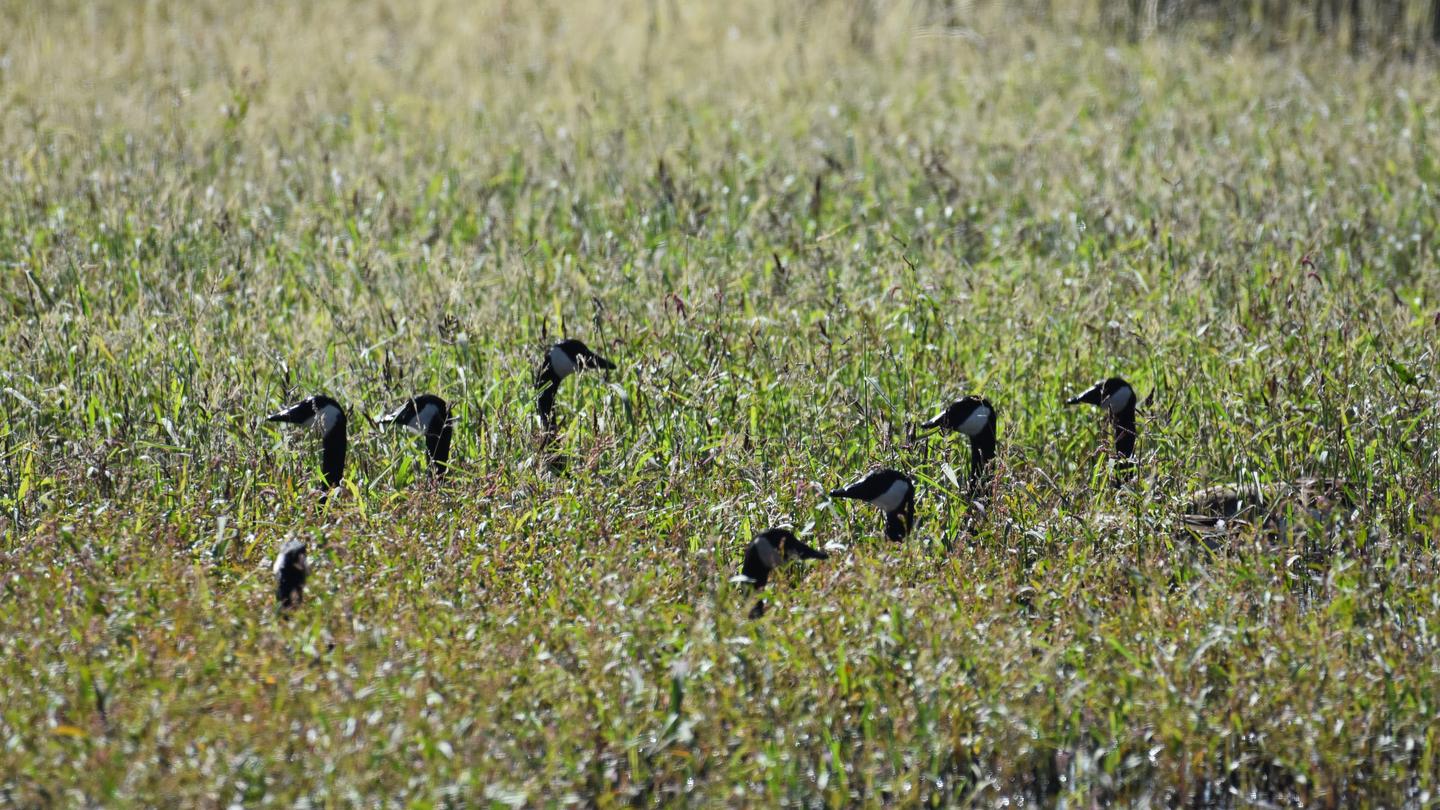 Canada geese sticking their heads out of vegetation on Las Vegas National Wildlife Refuge.Canada geese in vegetation.