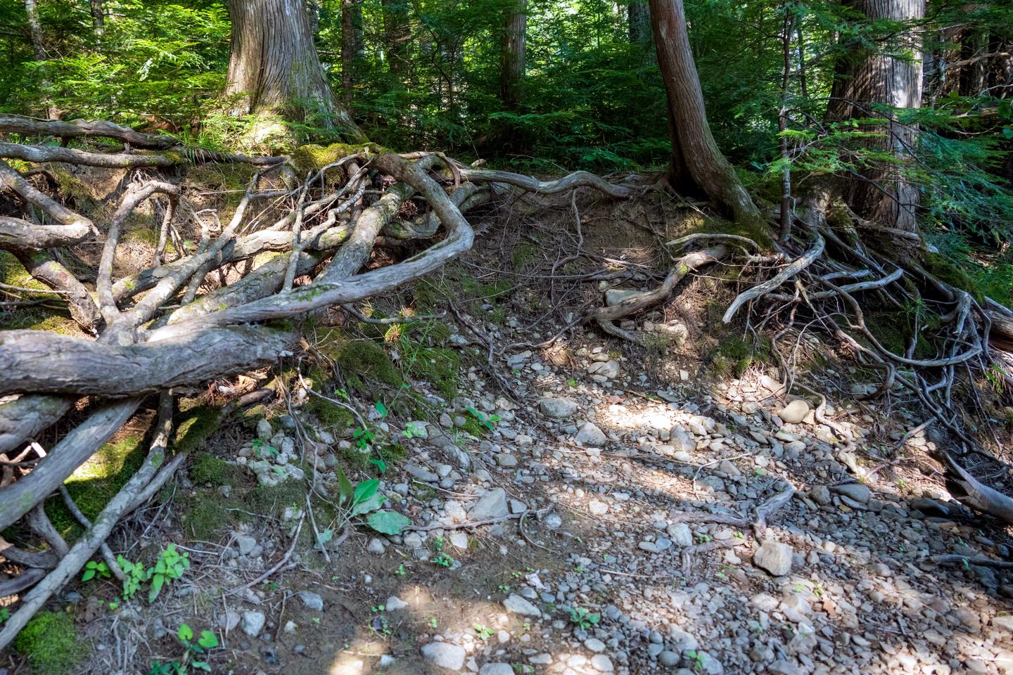 A short gravel and rocky shore meets up to a steep and heavily rooted cut bank before the campsite.When water levels are low, there is a short area of gravel before a cut bank.