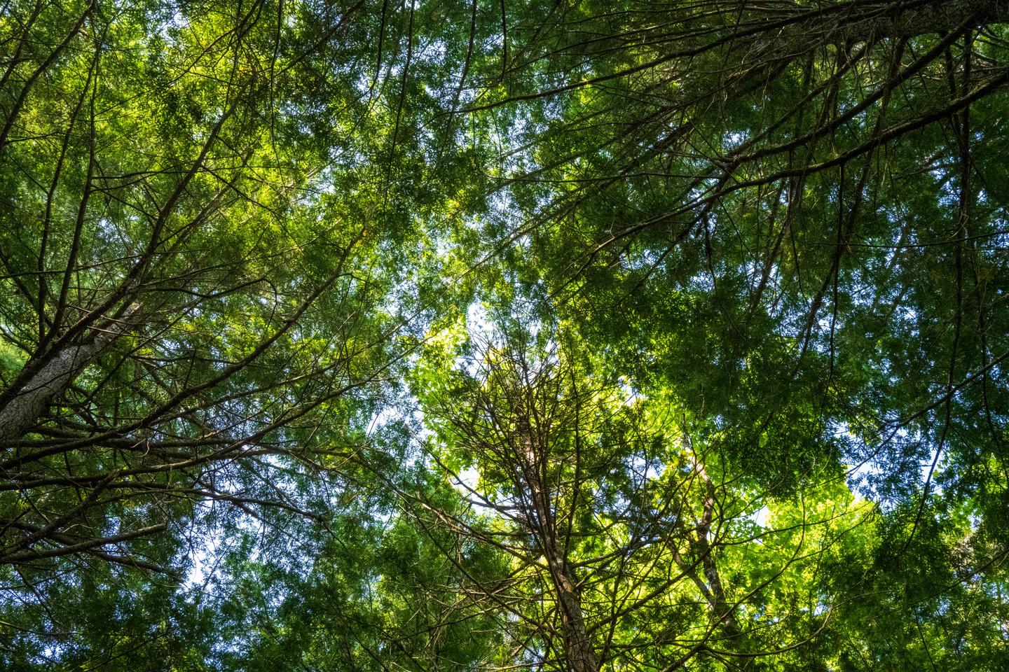 A picture looking up at the forest canopy that provides shade at the campsite.Big Spring Brook Campsite is well shaded by the forest.