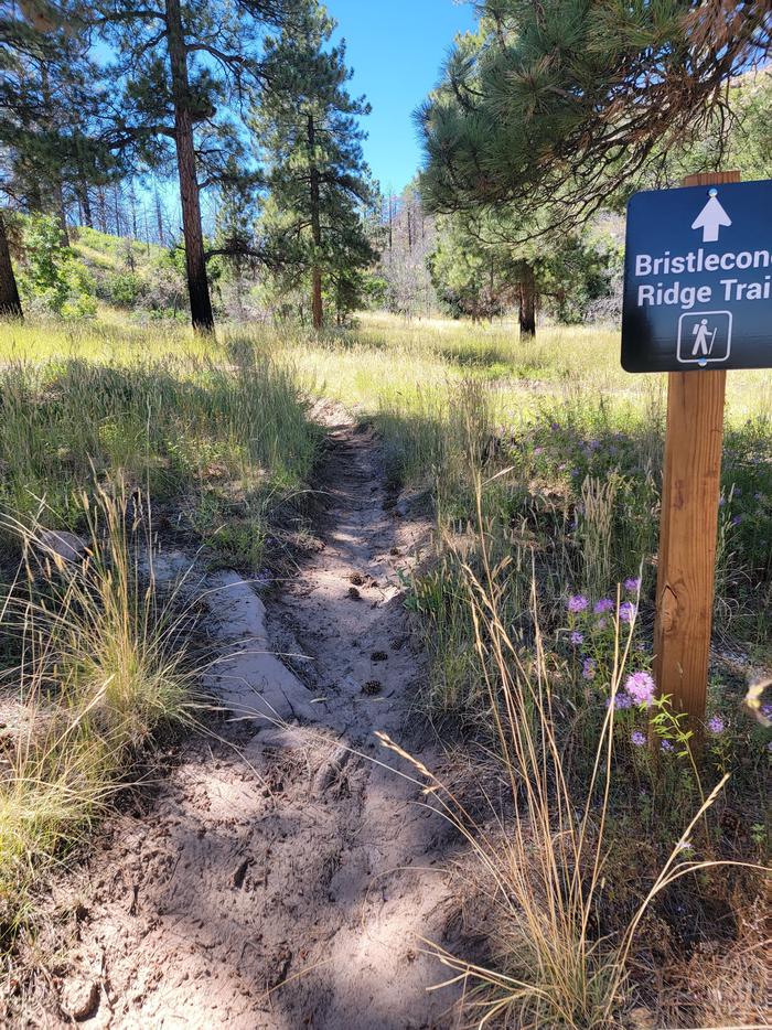 A dirt-surfaced trail cuts through a field with tall grasses and pine trees. There is a sign saying "Bristlecone Ridge Trail."The Bristlecone Ridge hiking trail.