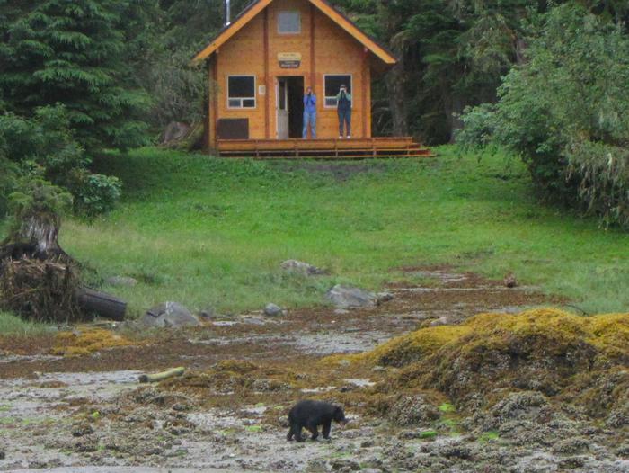 Bear in front of cabin with people viewing from the deckBear viewing from previous cabin