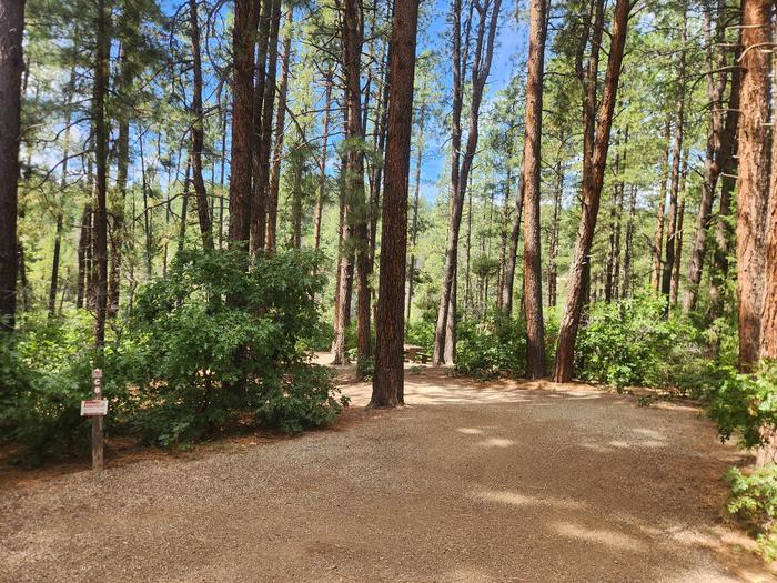 C8 back-in spur, with picnic table and fire ring in pine trees