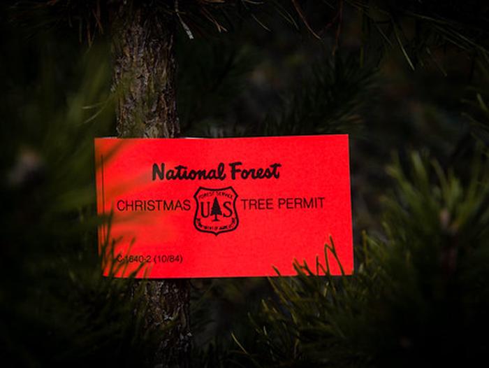 Preview photo of Chippewa National Forest Christmas Tree Permit