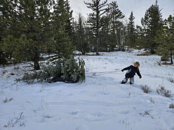 Preview photo of Pike and San Isabel National Forest Christmas Tree Permit