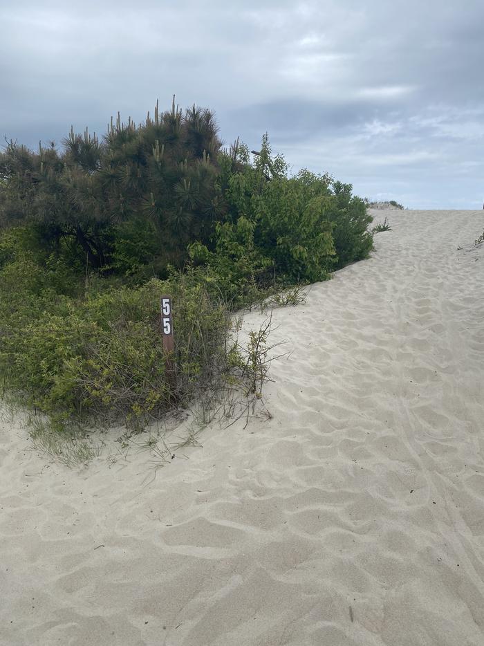 Oceanside site 55 in May 2024.  View of the sign post leading to the entrance of the campsite.  Signpost says "55" on it and is surrounded by brush.  Sandy pathway leads up to the right.Oceanside site 55 - May 2024.