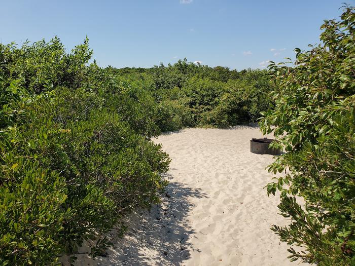 Oceanside site 78 in August 2023.  View of the black metal fire ring on the sand.  Brush surrounds the campsite.Oceanside site 78 - August 2023.