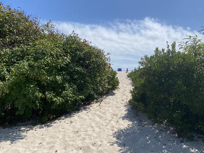 Oceanside site 78 in August 2024.  View of the sandy pathway leading out of the campsite.  Brush surrounds the pathway.Oceanside site 78 - August 2024.