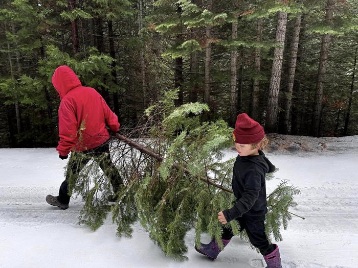 Christmas tree cutting permitBuilding family traditions.