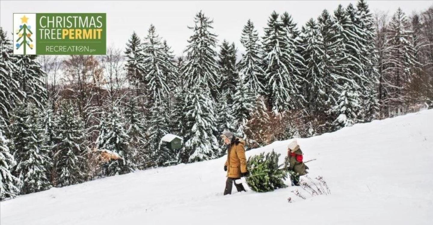 Carrying out the Christmas Tree