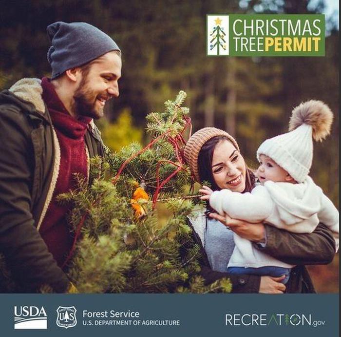 Selecting a Christmas Tree